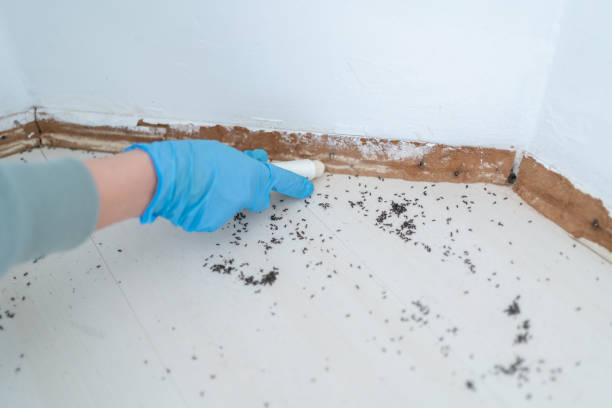 Best Pest Prevention Services  in East Highland Park, VA